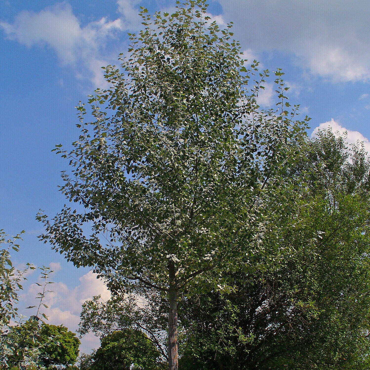 populus alba Hungaroplant.hu