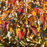 Júdásfa (cercis canadensis 'Forest Pansy') Hungaroplant.hu