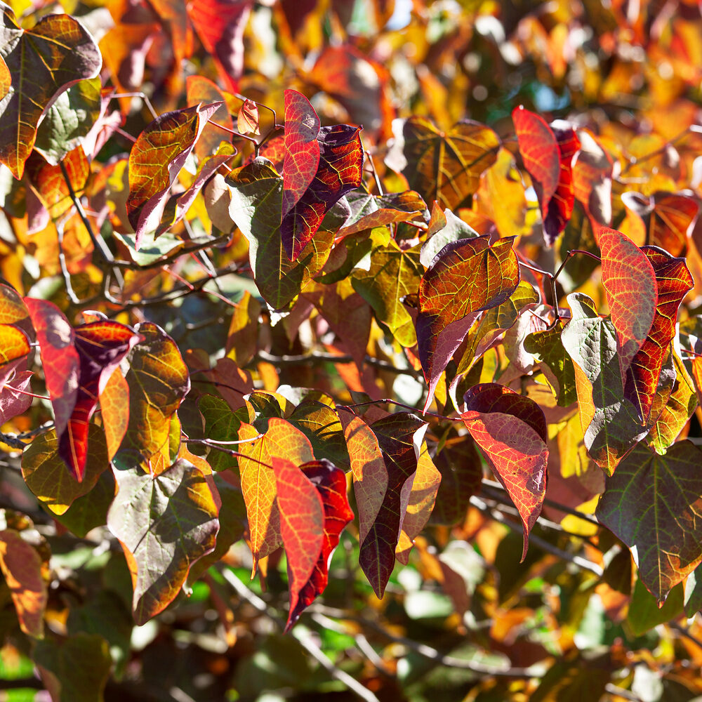 Cercis Forest Pansy Hungaroplant.hu