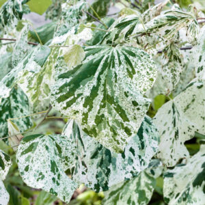 Kezdőoldal Júdásfa (cercis canadensis 'Alley Cat')