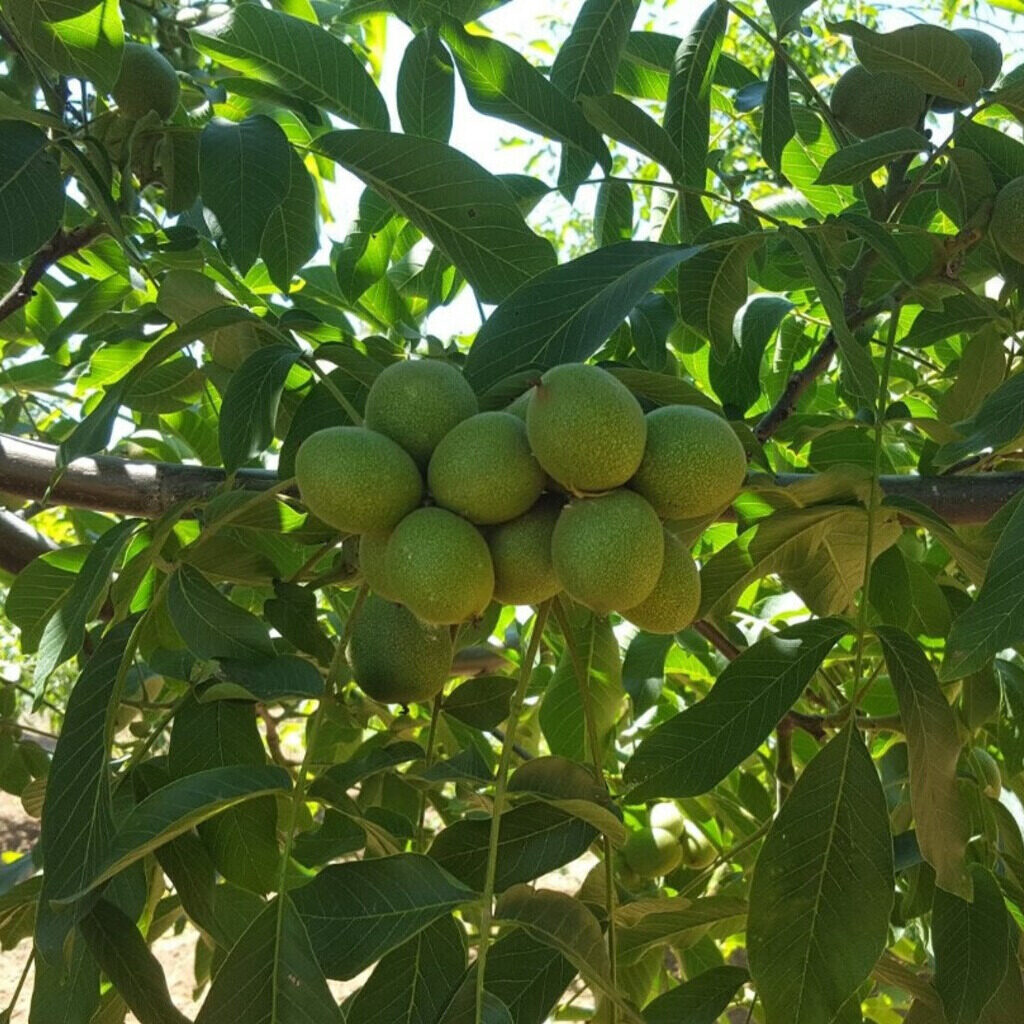 Chandler dió (juglans regia 'chandler')