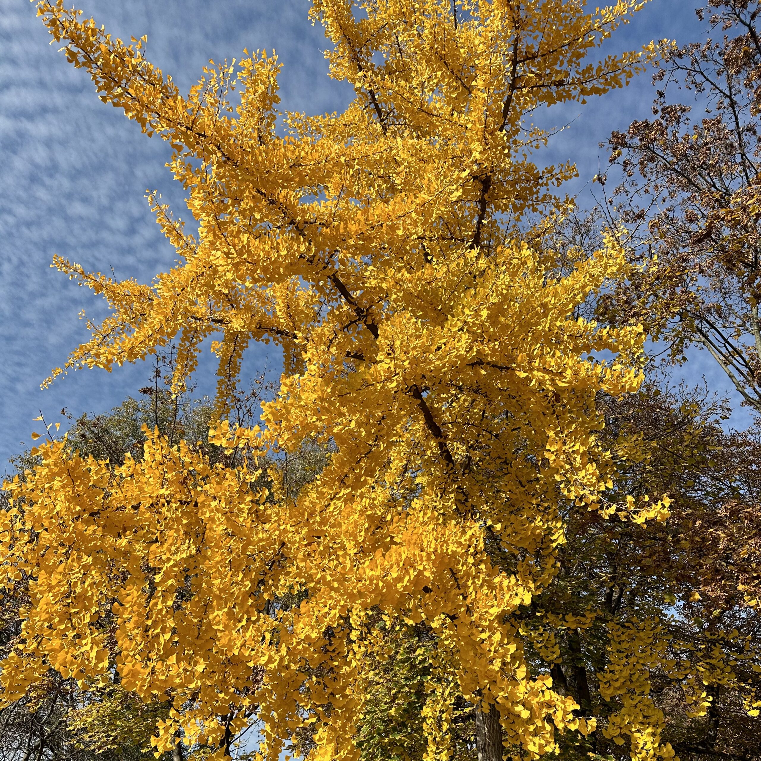 Gingkobiloba1