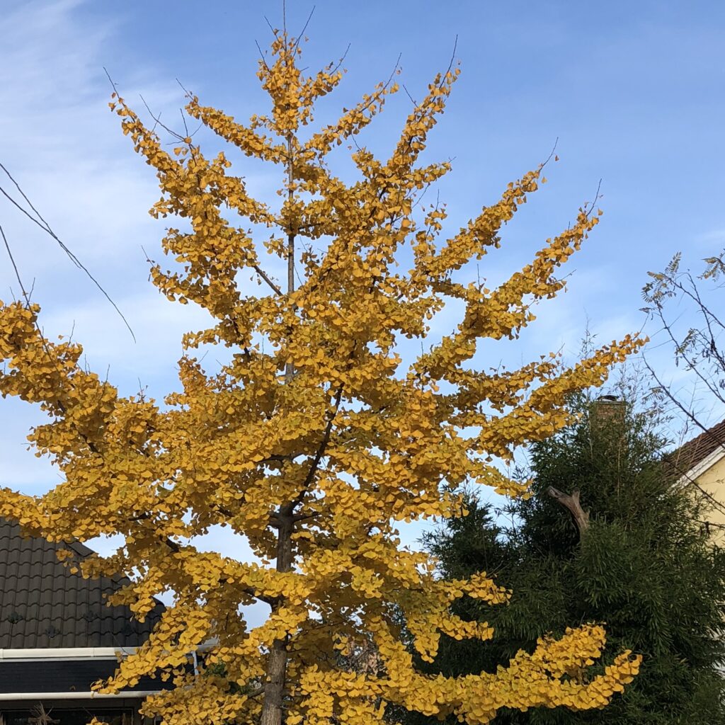 Páfrányfenyő (Ginkgo biloba ‘Troll’)