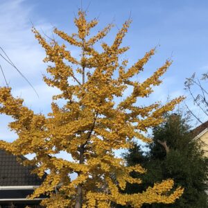 Páfrányfenyő (Ginkgo biloba ‘Troll’)