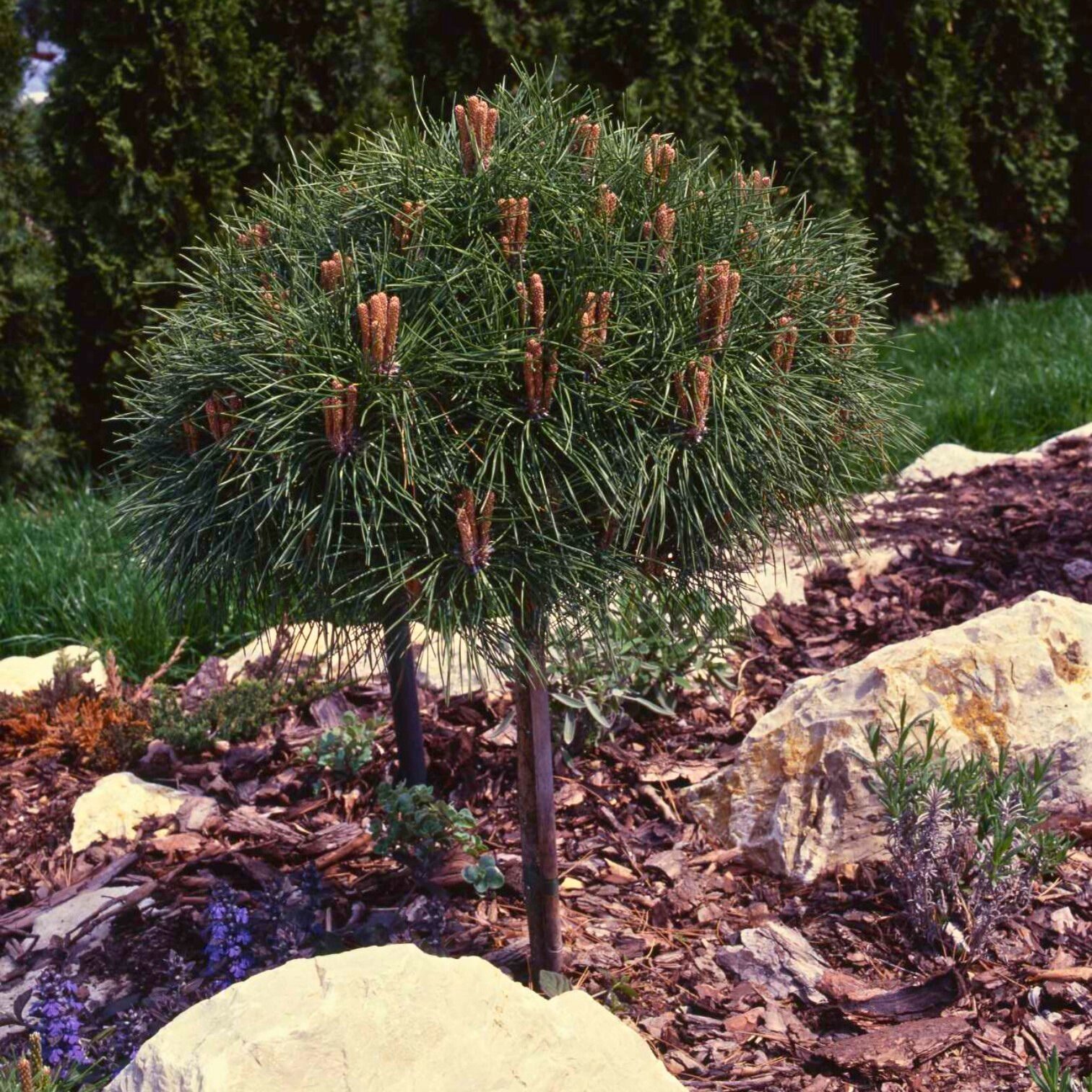 PINUS NIGRA 'BREPO' – OSZLOPOS FEKETE FENYŐ