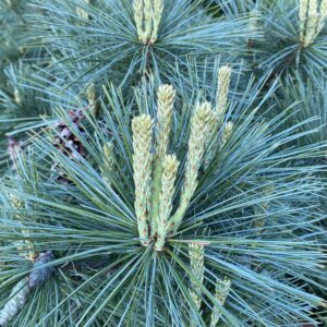 Kezdőoldal Selyemfenyő (pinus strobus 'Tiny Curls')