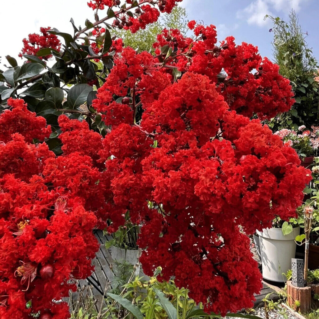 Selyemmirtusz (lagerstroemia indica ‘Enduring Summer Red’)