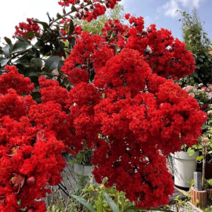 Selyemmirtusz (lagerstroemia indica ‘Enduring Summer Red’)