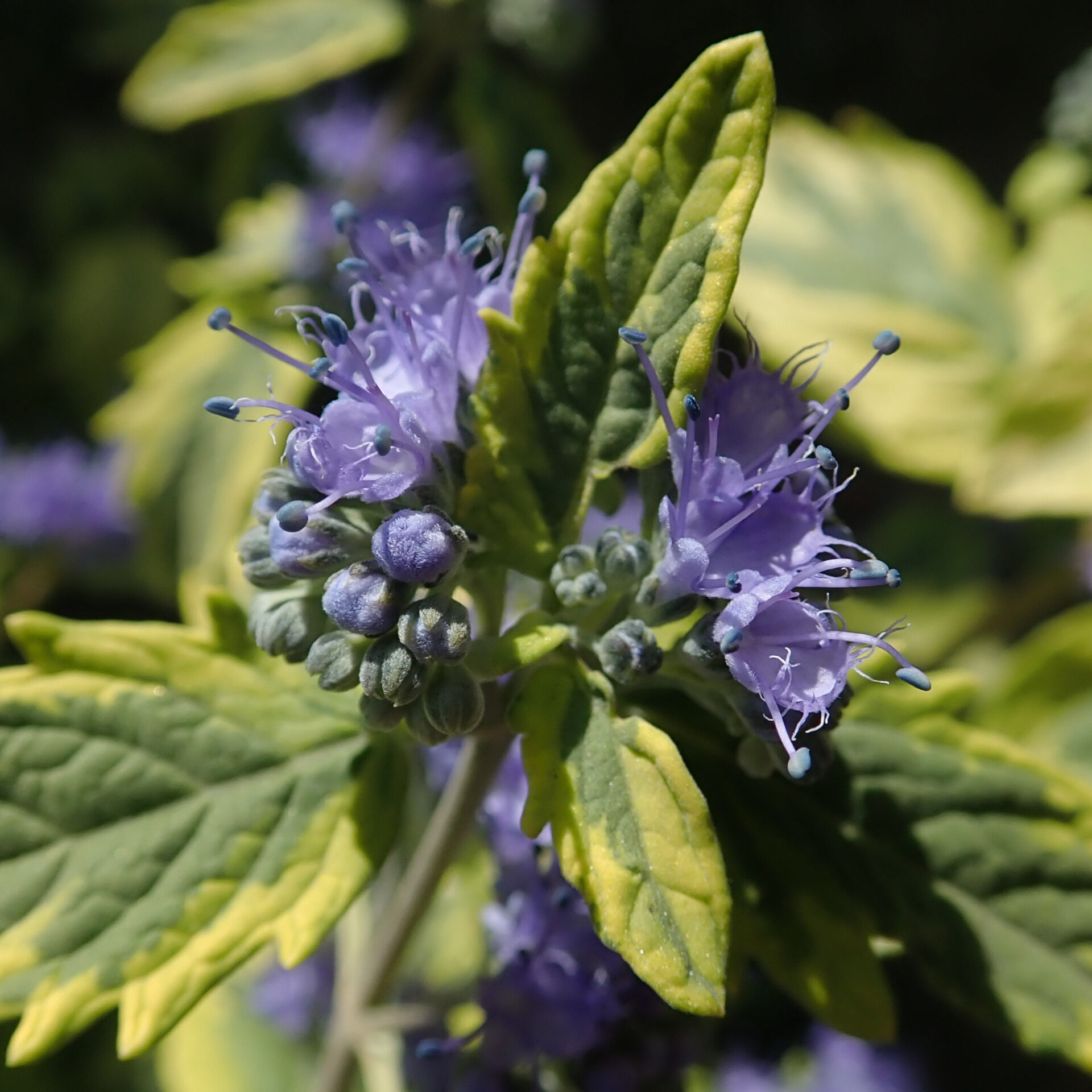 caryopteris 'summer sorbet'