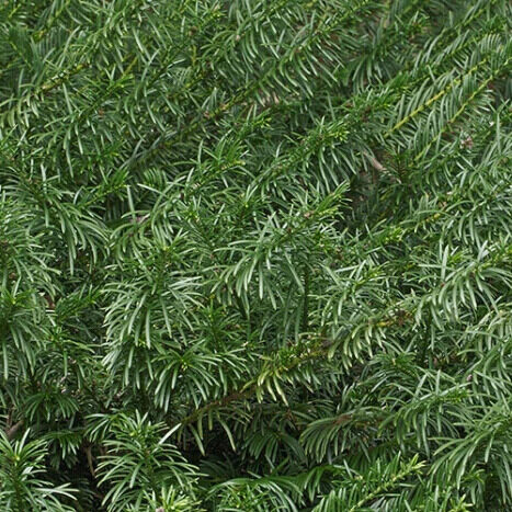 cephalotaxus harringtonia 'Fastigiata' Hungaroplant.hu