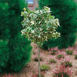 Törzses kúszó kecskerágó (euonymus fortunei 'Emerald Gaiety')