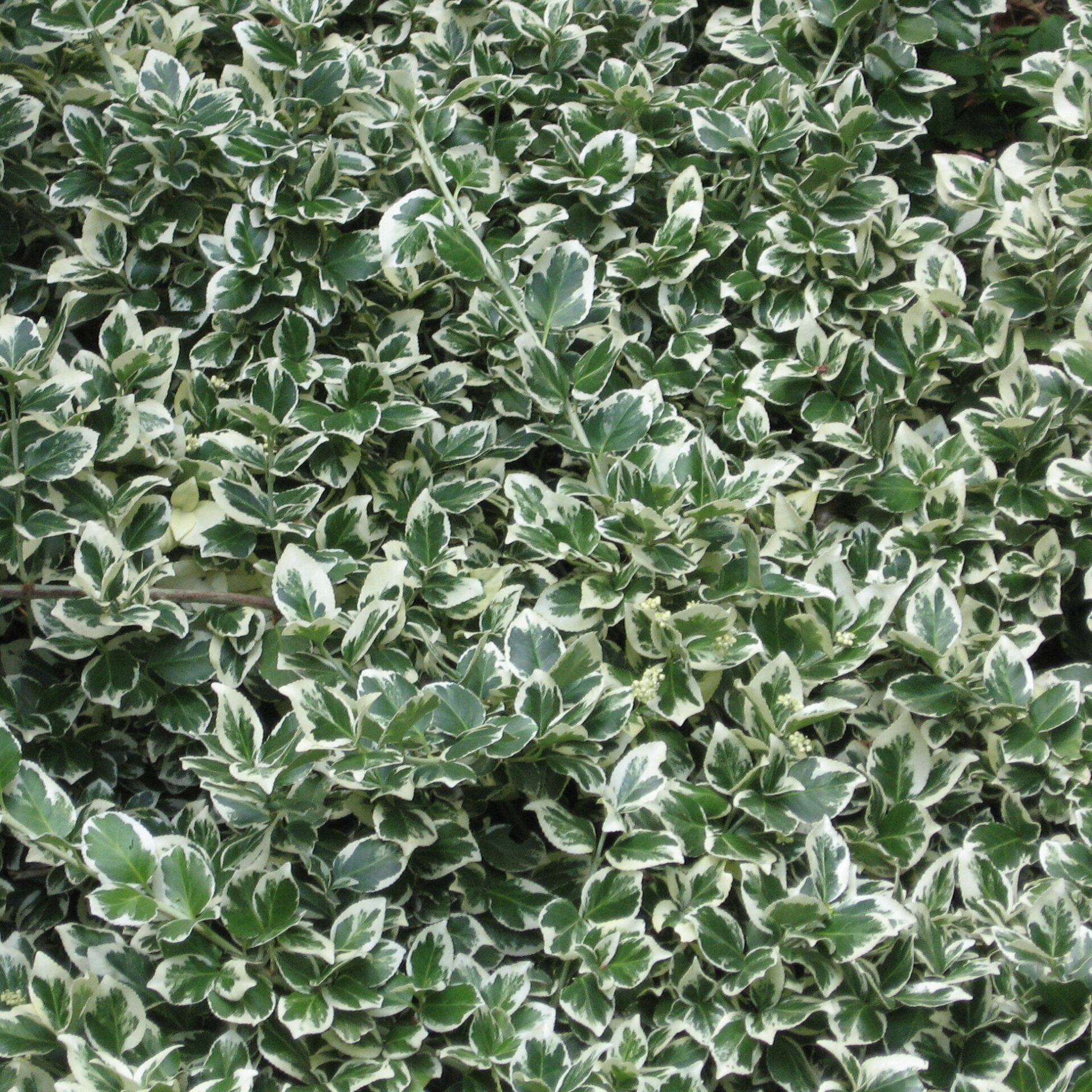 euonymus fortunei 'Emerald Gaiety'