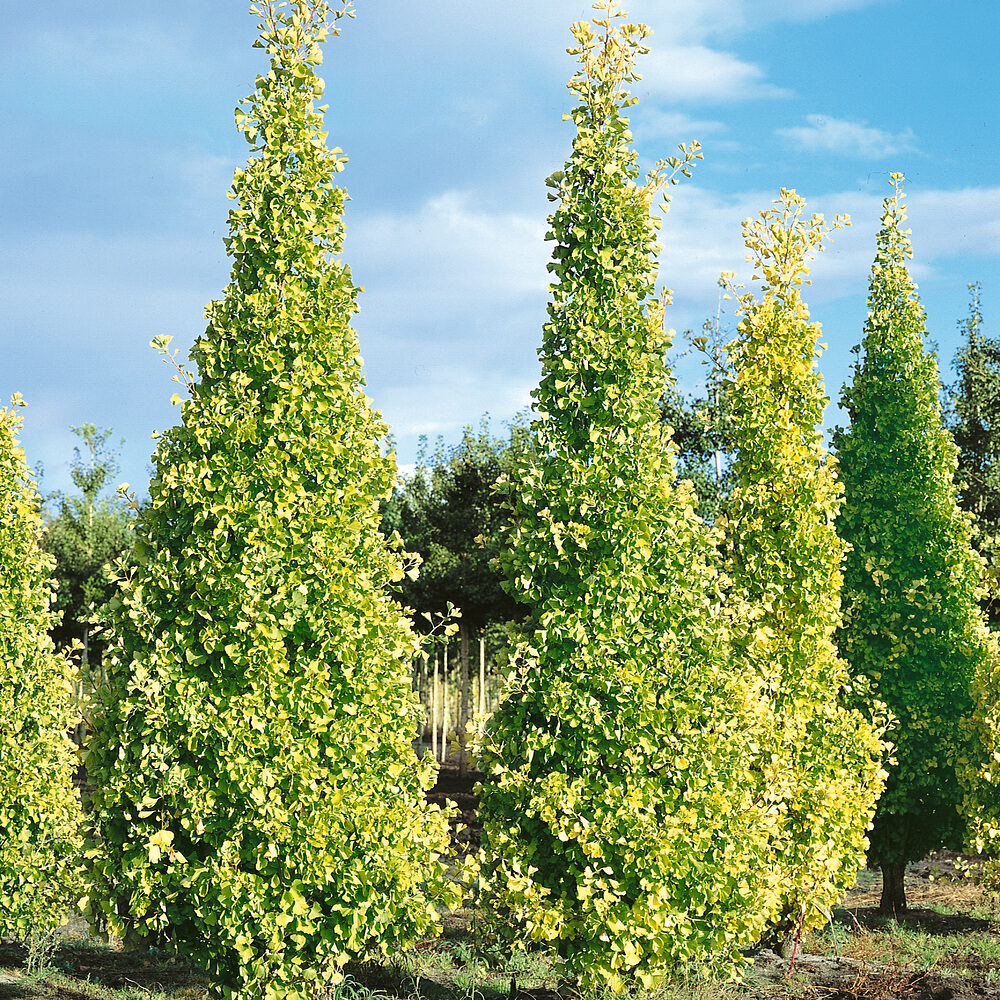 Ginkgo biloba Fastigiata Blagon