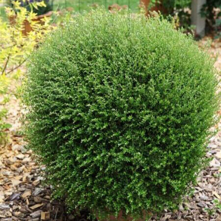 lonicera nitida 'Maigrün' gömb