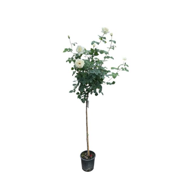 Hungaroplant