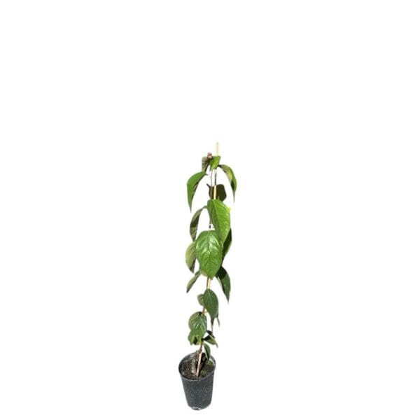 Hungaroplant