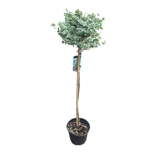 Hungaroplant