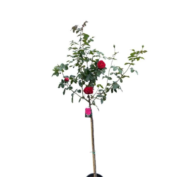 Hungaroplant