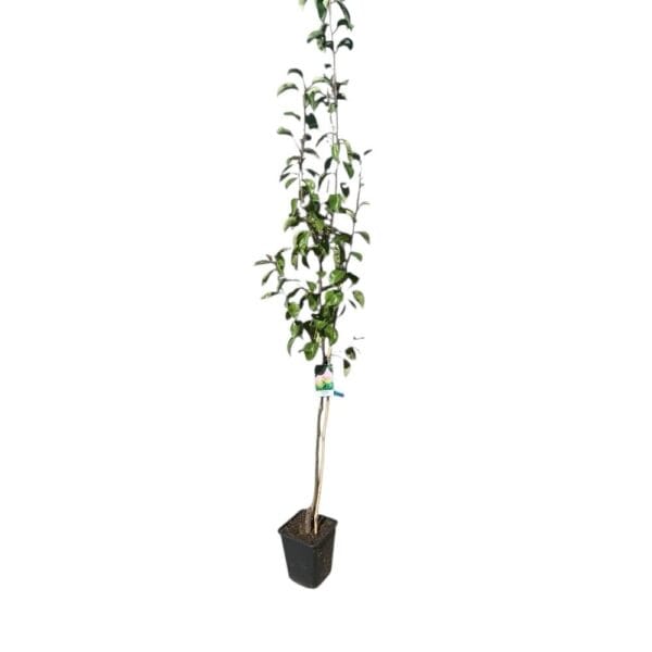 Hungaroplant