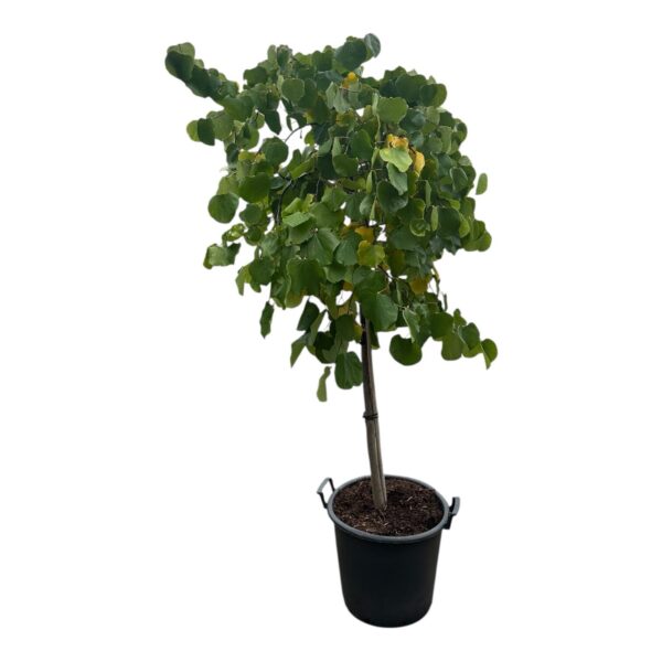 Hungaroplant