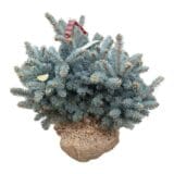 Szúrós luc (picea pungens 'glauca globosa') Hungaroplant