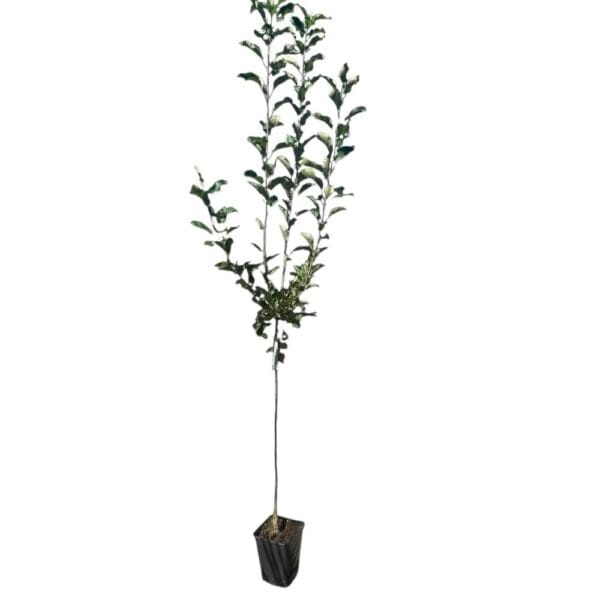 Hungaroplant