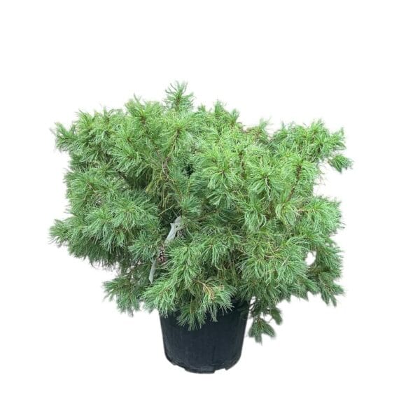 Hungaroplant