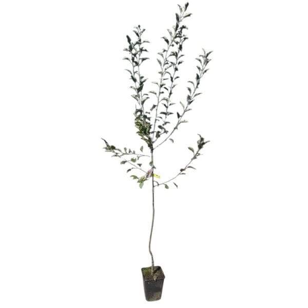 Hungaroplant