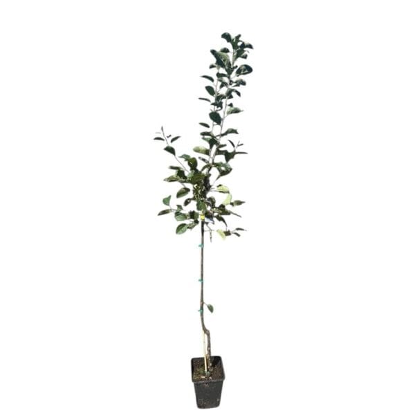 Hungaroplant