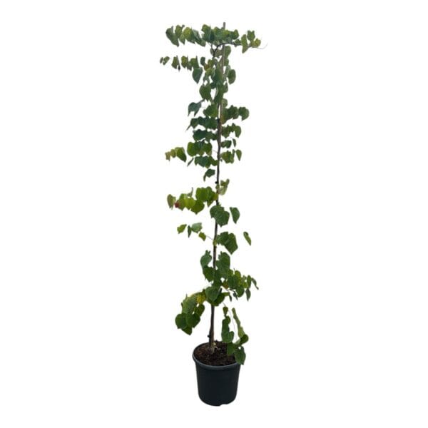 Hungaroplant
