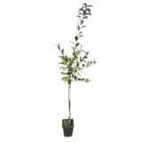 Granny Smith alma (malus domestica 'granny smith') Hungaroplant