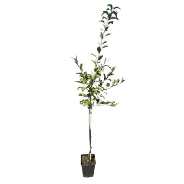 Hungaroplant