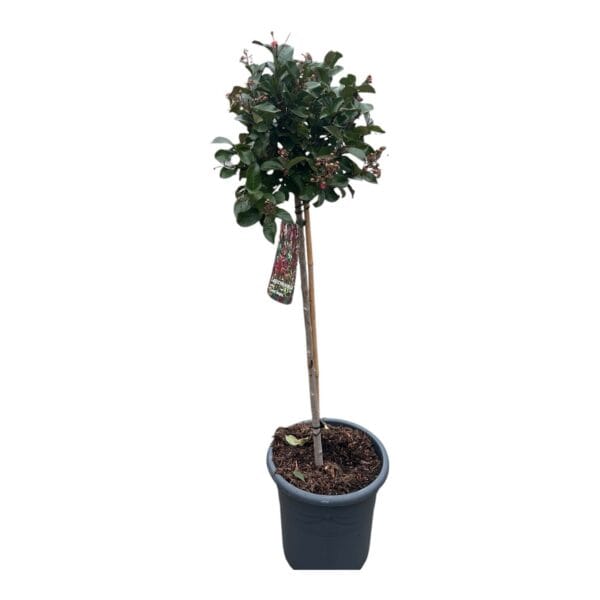 Hungaroplant