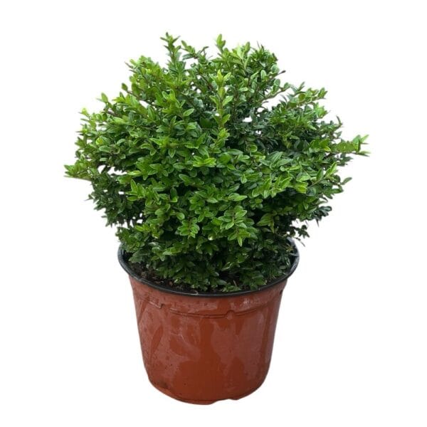 Hungaroplant