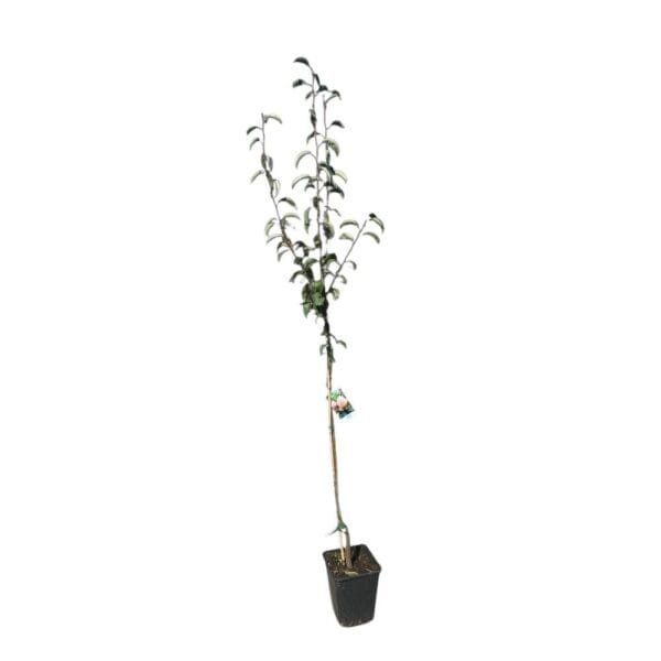 Hungaroplant