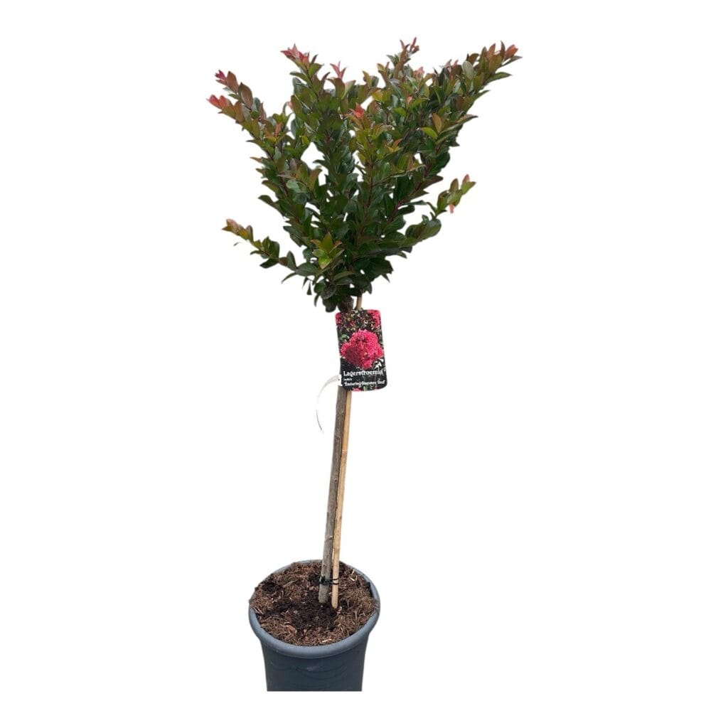 Selyemmirtusz (lagerstroemia indica ‘Enduring Summer Red’)