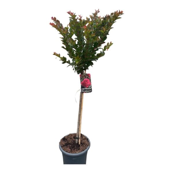 Hungaroplant