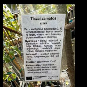 Tisza zamatos szilva (Prunus domestica ‘Tisza Zamatos’)