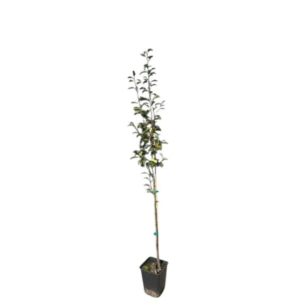 Hungaroplant