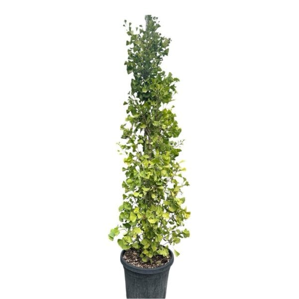 Hungaroplant
