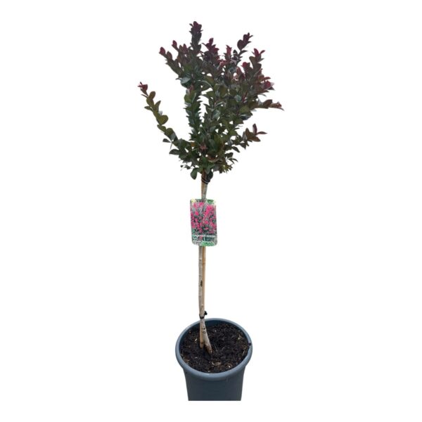 Hungaroplant