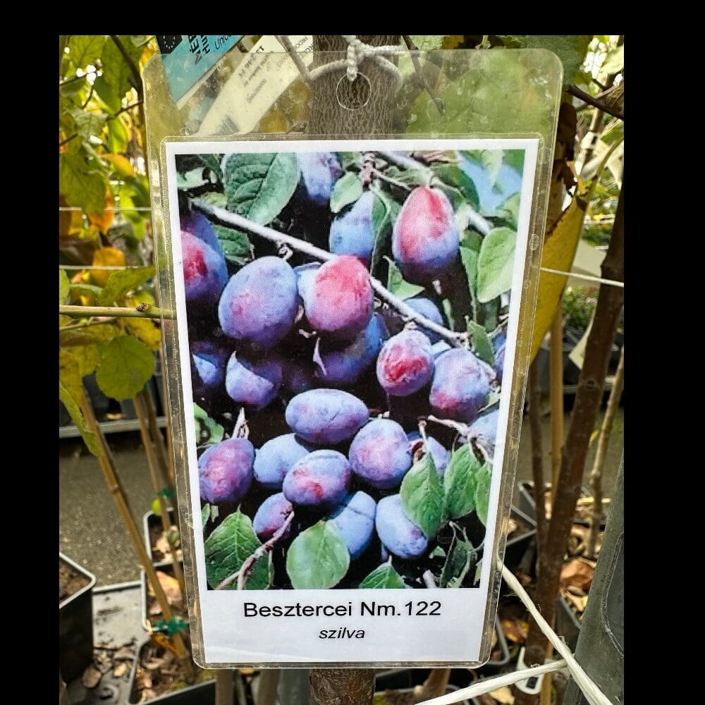 photoroom_012_20251007_114342 Hungaroplant