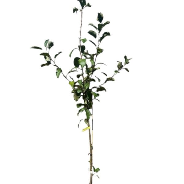 Hungaroplant