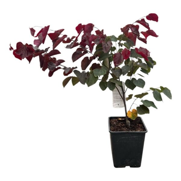 Hungaroplant