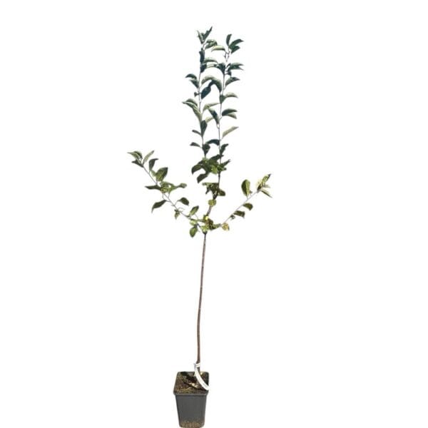Hungaroplant