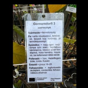 Germersdorfi 3 cseresznye (prunus avium ‘germersdorfi 3’)
