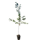 Gönci magyar kajszi (prunus armeniaca 'gönci magyar kajszi') Hungaroplant