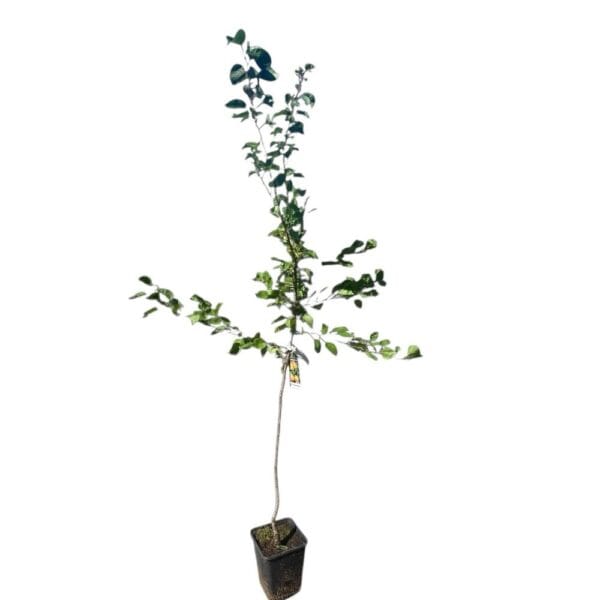 Hungaroplant