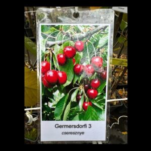 Germersdorfi 3 cseresznye (prunus avium ‘germersdorfi 3’)