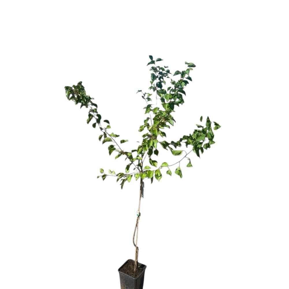 photoroom_017_20250925_084907 Hungaroplant